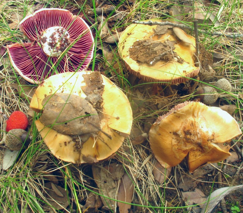 Cortinarius citrinolilacinus